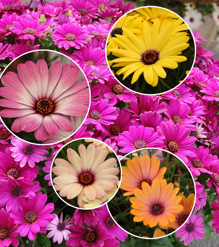 Cape Daisy - Osteospermum from 93 Nursery