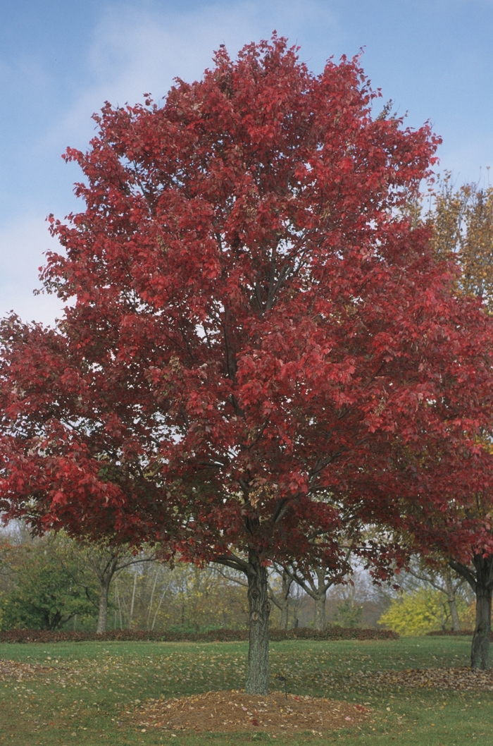 Red Maple - Acer rubrum from 93 Nursery