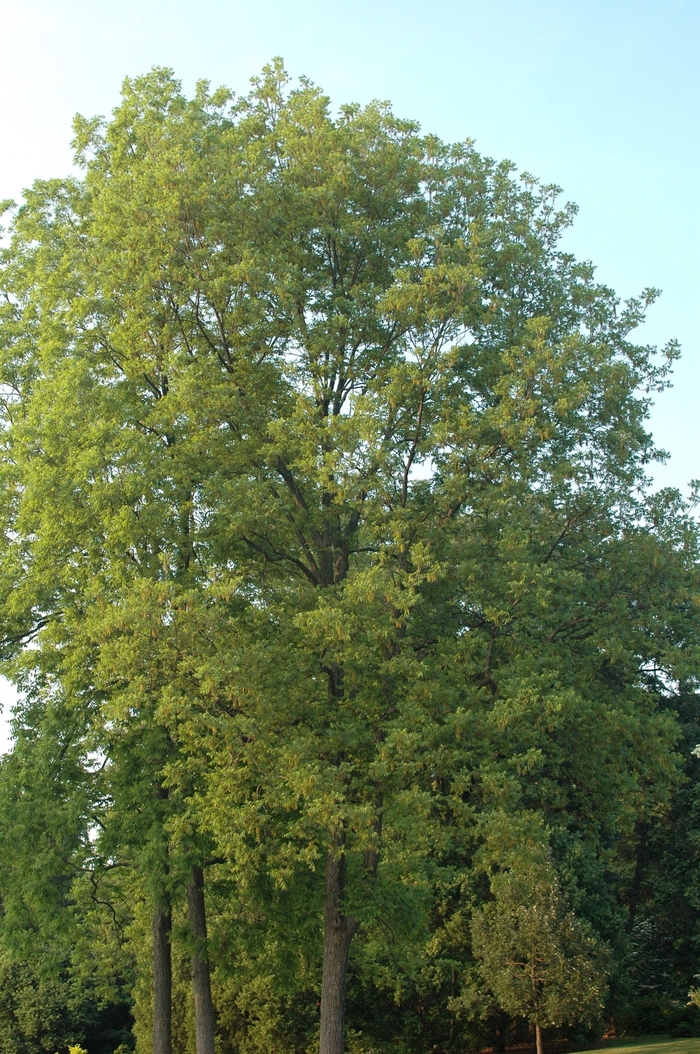 Pecan - Carya illinoensis from 93 Nursery