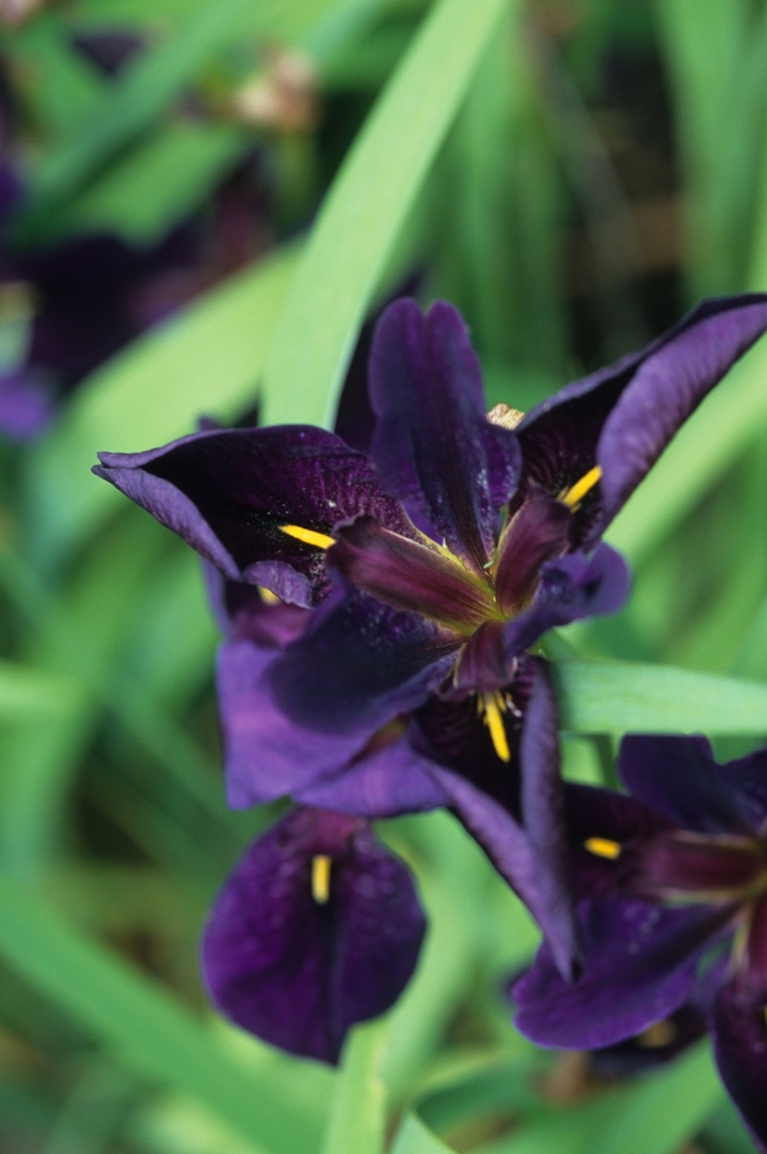 Louisiana Iris - Iris from 93 Nursery