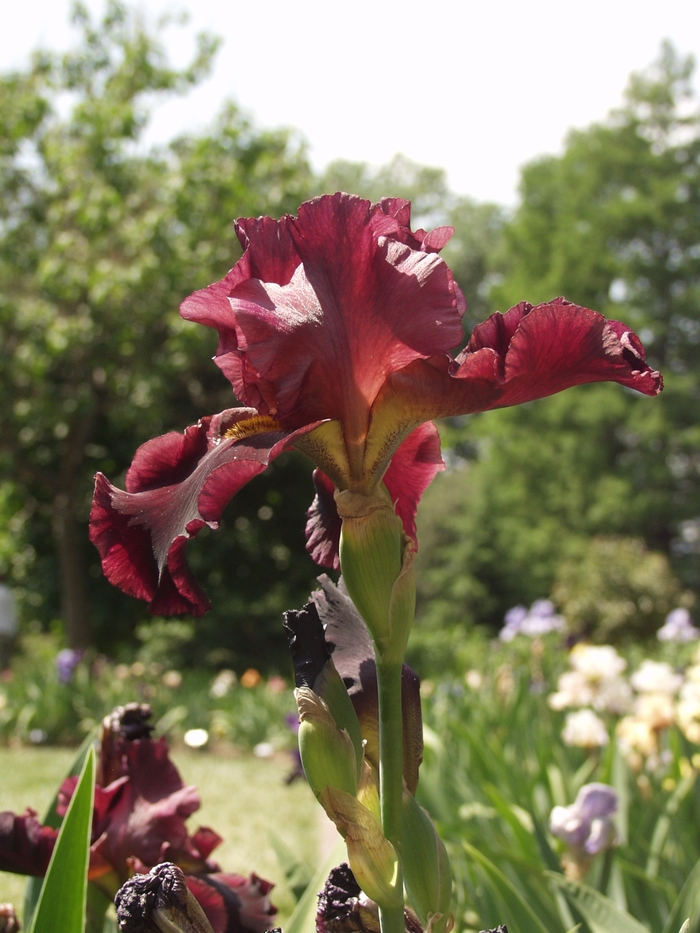 'Bernice's Legacy' Bearded Iris - Iris germanica from 93 Nursery