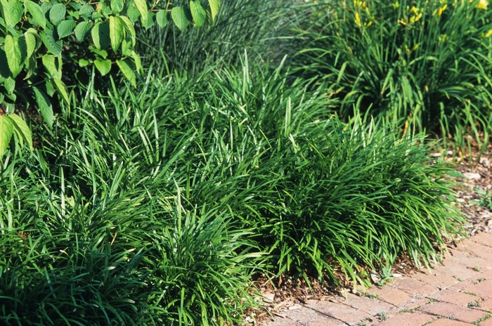 Creeping Lily-turf - Liriope spicata from 93 Nursery