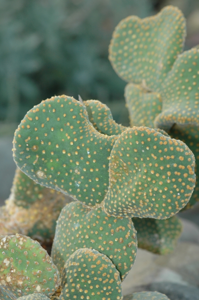 Bunny Ear Cactus - Opuntia microdasys from 93 Nursery