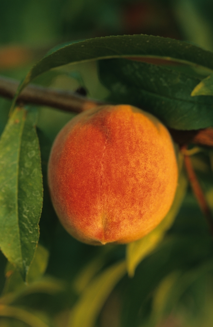 'Ruston Red' Peach - Prunus persica from 93 Nursery