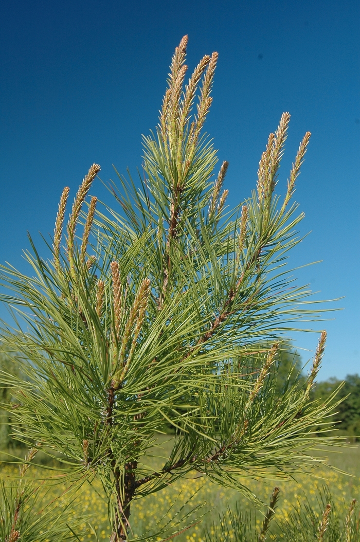 Loblolly Pine - Pinus taeda from 93 Nursery