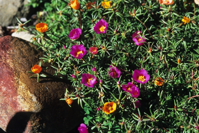 Moss Rose - Portulaca grandiflora from 93 Nursery