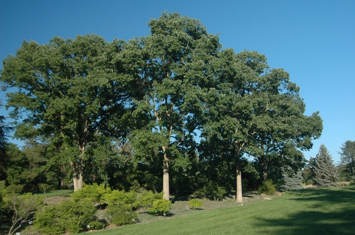 Chinquapin Oak - Quercus muehlenbergii from 93 Nursery