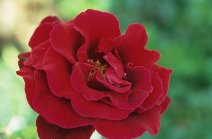 'Don Juan' Rose - Rosa from 93 Nursery