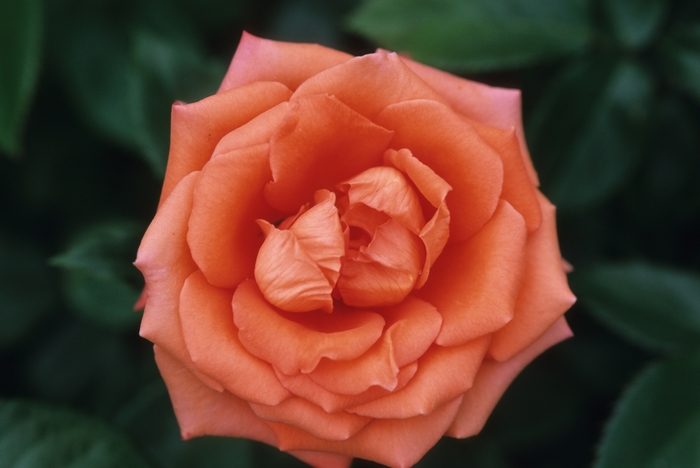 Marina Rose - Rosa from 93 Nursery