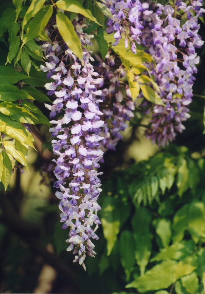 Trellised Wisteria - Wisteria sinensis from 93 Nursery