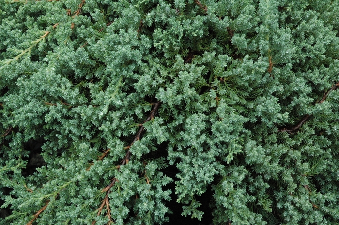 'Nana' Japanese Garden Juniper - Juniperus procumbens from 93 Nursery