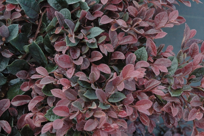 Loropetalum 'Plum Delight' - Fringe Flower from 93 Nursery