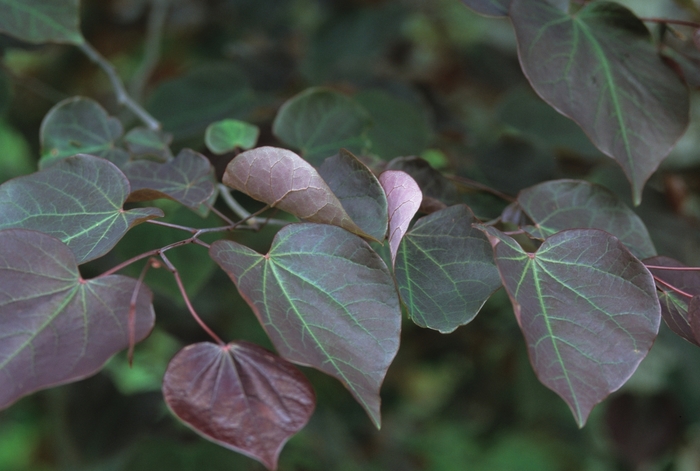 'Forest Pansy' Redbud - Cercis canadensis from 93 Nursery