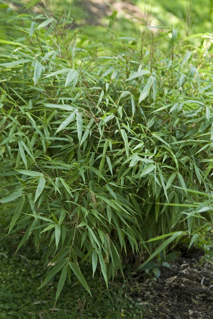 'Golden Goddess' Bamboo - Bambusa multiplex from 93 Nursery