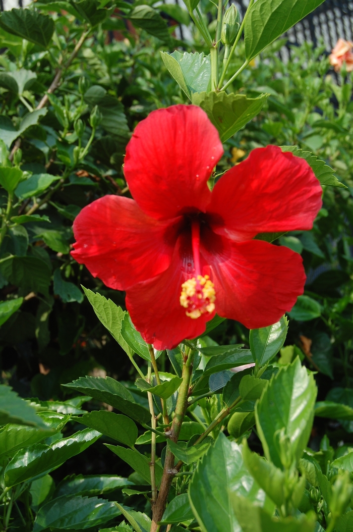 'President's' Hibiscus - Hibiscus rosa-sinensis from 93 Nursery