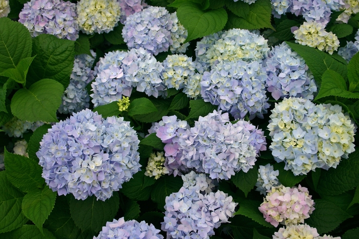 'The Original' Bigleaf Hydrangea - Hydrangea macrophylla from 93 Nursery