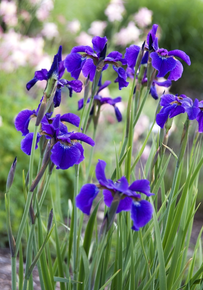 'Caesar's Brother' Siberian Iris - Iris sibirica from 93 Nursery