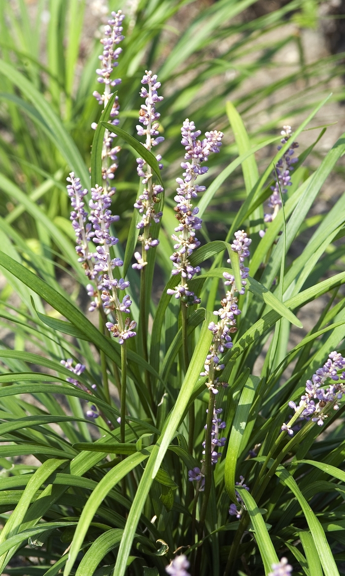 Big Blue Liriope - Liriope muscari from 93 Nursery