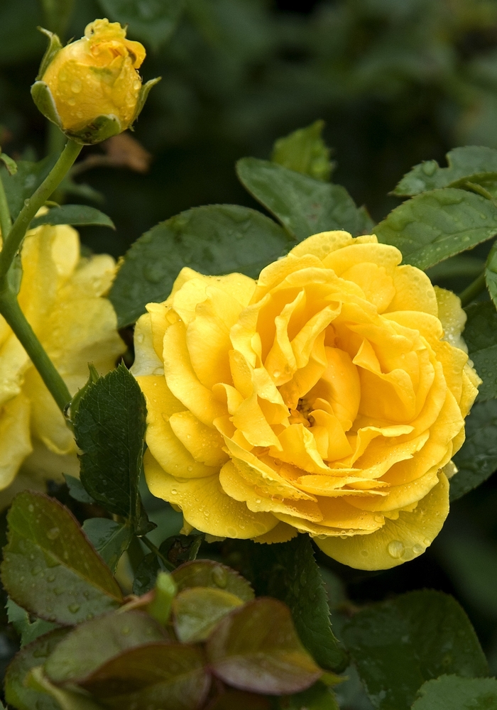 'Julia Child™' Rose - Rosa from 93 Nursery