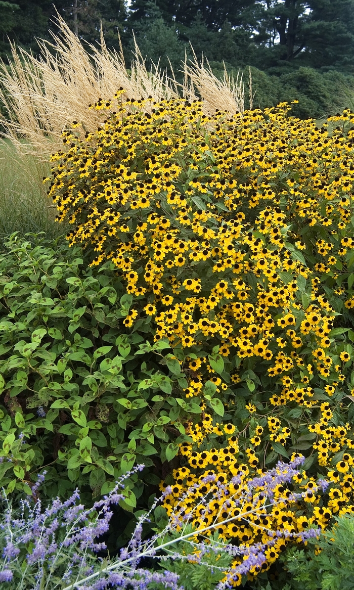 Black Eyed Susan - Rudbeckia hirta from 93 Nursery