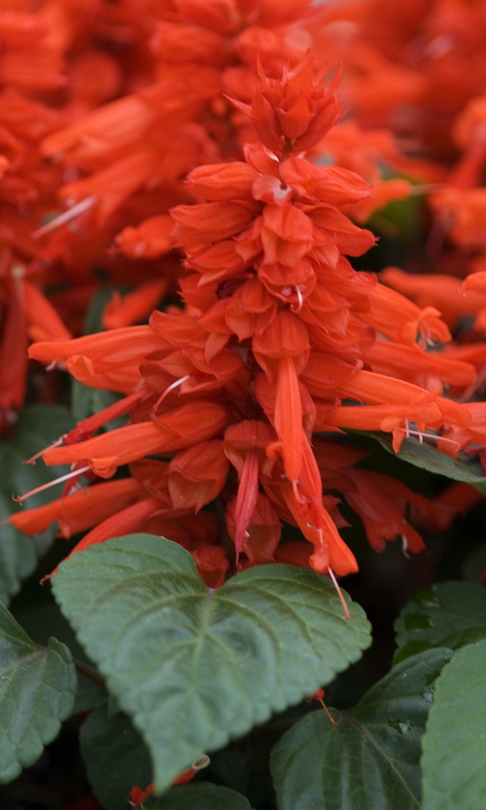 'Red Hot Sally' Sage - Salvia splendens from 93 Nursery