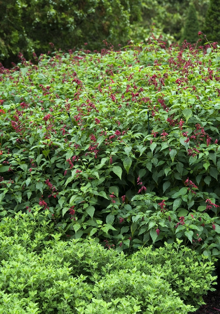 'Furman's Red' Autumn Sage - Salvia greggii from 93 Nursery