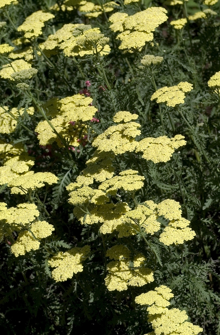 Yarrow - Achillea aegyptiaca var. taygetea from 93 Nursery