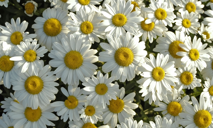 'Snowcap' Shasta Daisy - Leucanthemum x superbum from 93 Nursery