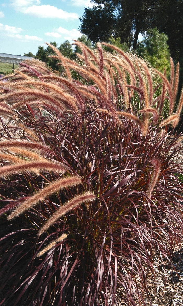 Graceful Grasses® 'Rubrum' - Pennisetum setaceum (Purple Fountain Grass) from 93 Nursery