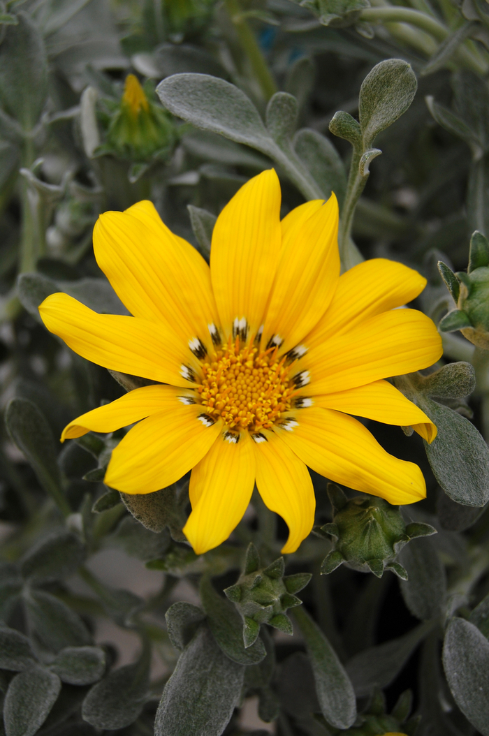 Yellow Gazania - Gazania rigens from 93 Nursery