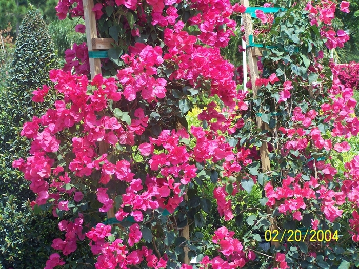 Bougainvillea Trellis - Bougainvillea from 93 Nursery