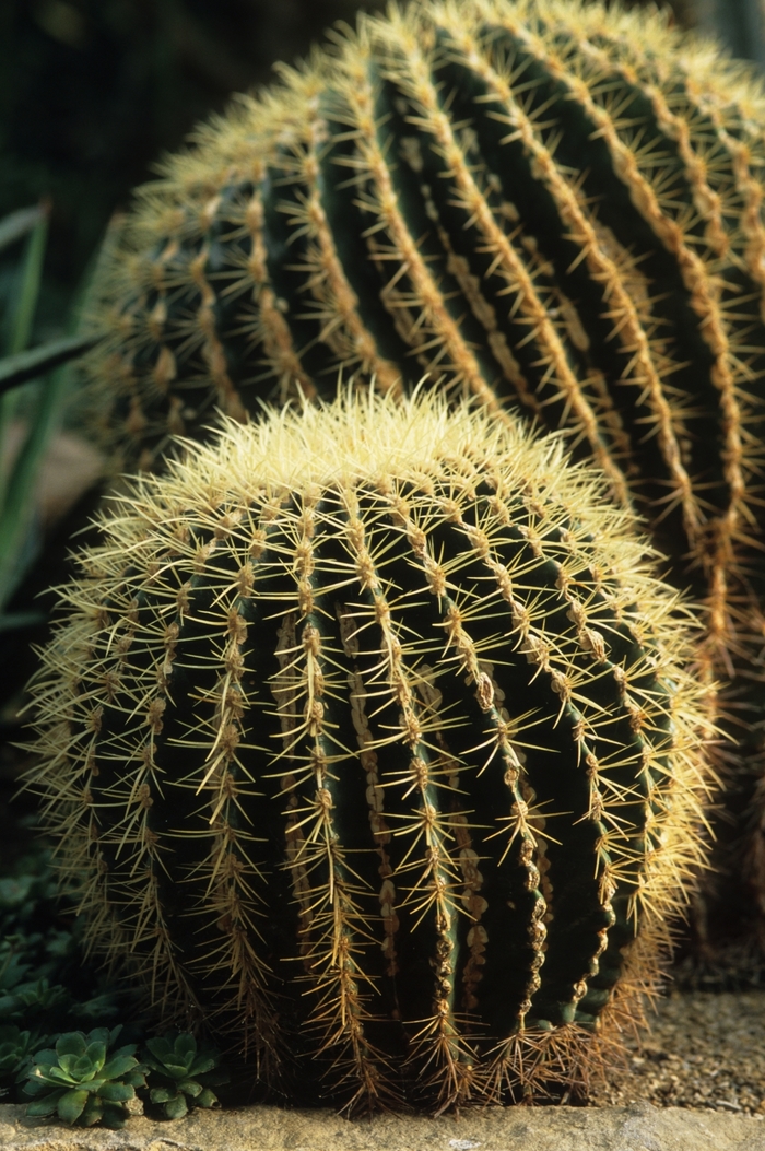 Golden Barrel Cactus - Echinocactus grusonii from 93 Nursery