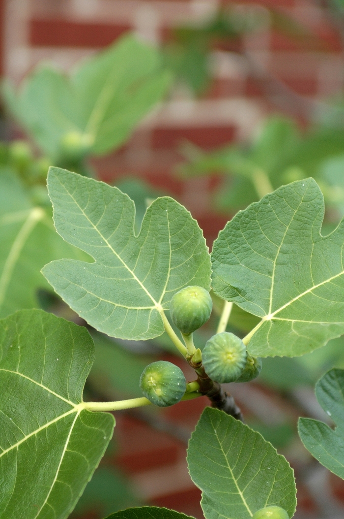 'Brown Turkey' Brown Turkey Fig - Ficus carica from 93 Nursery