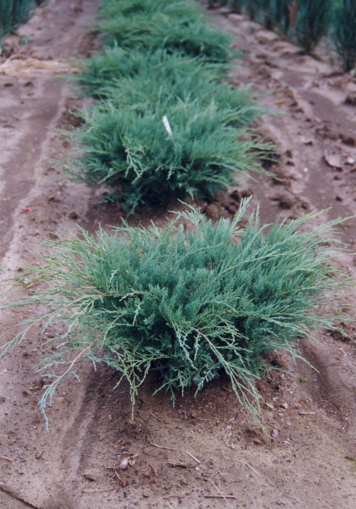 'Grey Owl' Juniper - Juniperus virginiana from 93 Nursery