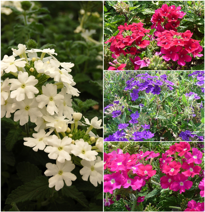 Verbena - Verbena from 93 Nursery