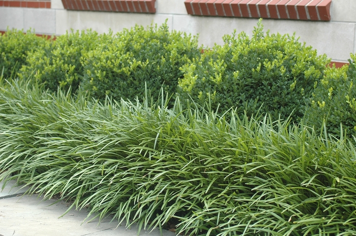 Giant Liriope - Liriope gigantea from 93 Nursery