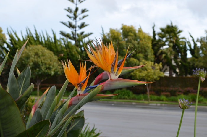 Bird of Paradise - Strelitzia reginae from 93 Nursery