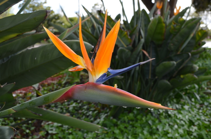 Bird of Paradise - Strelitzia reginae from 93 Nursery