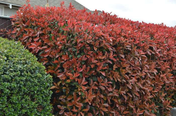 Red Tip Photinia - Photinia x 'fraseri' from 93 Nursery