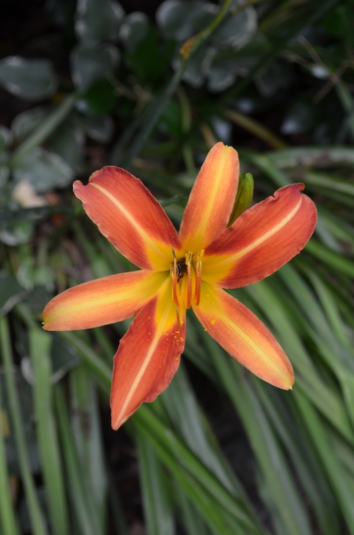 'Autumn Red' Daylily - Hemerocallis from 93 Nursery