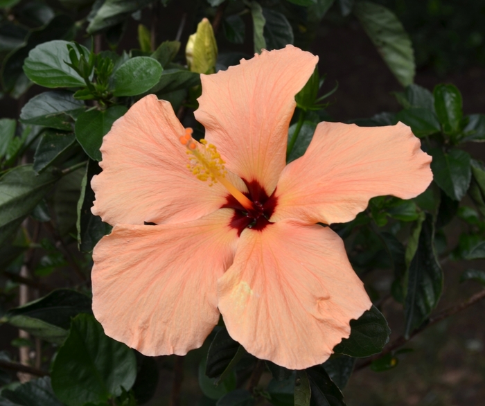 Peach Tropical Hibiscus - Hibiscus rosa-sinensis from 93 Nursery