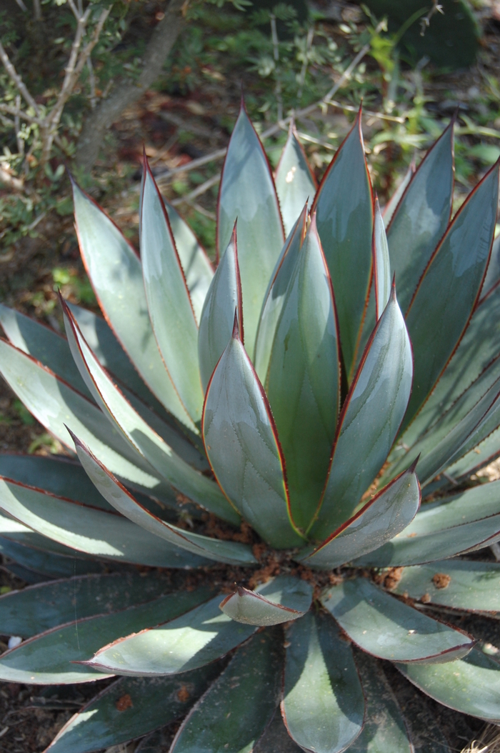 'Blue Glow' Agave - Agave from 93 Nursery