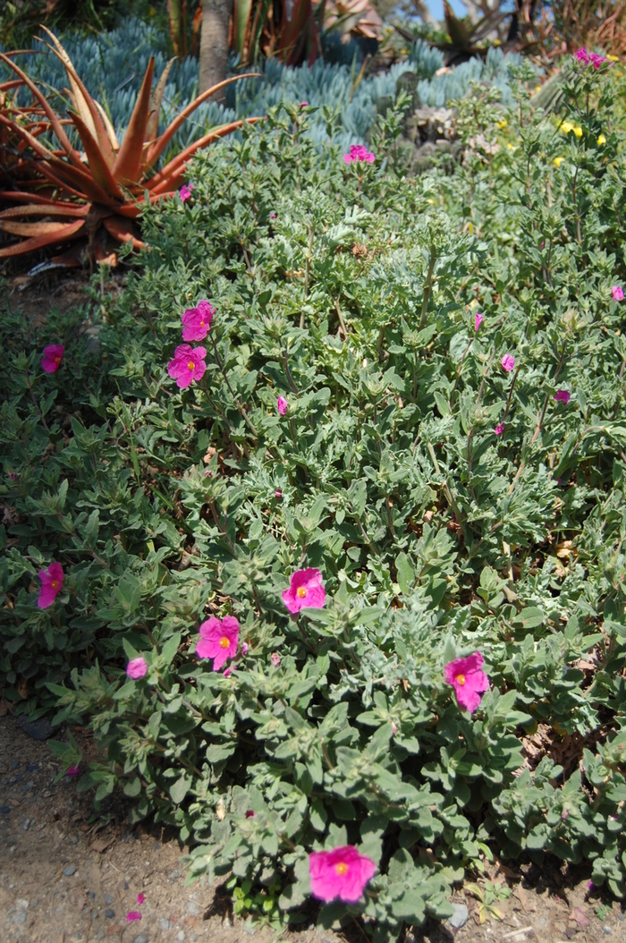 Rock Rose - Cistus albidus from 93 Nursery