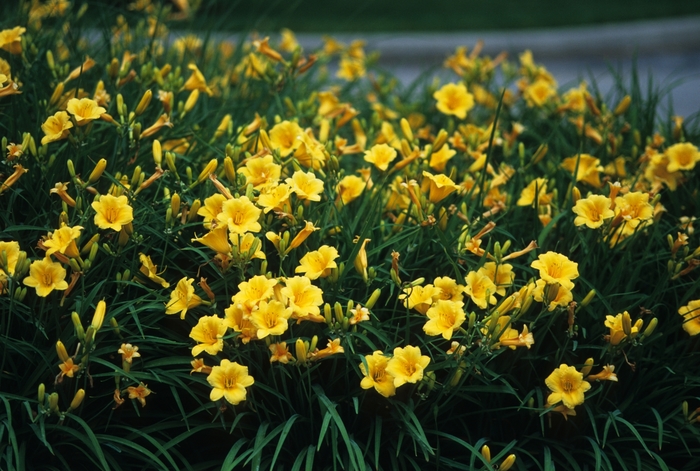 'Stella d' Oro' Daylily - Hemerocallis from 93 Nursery