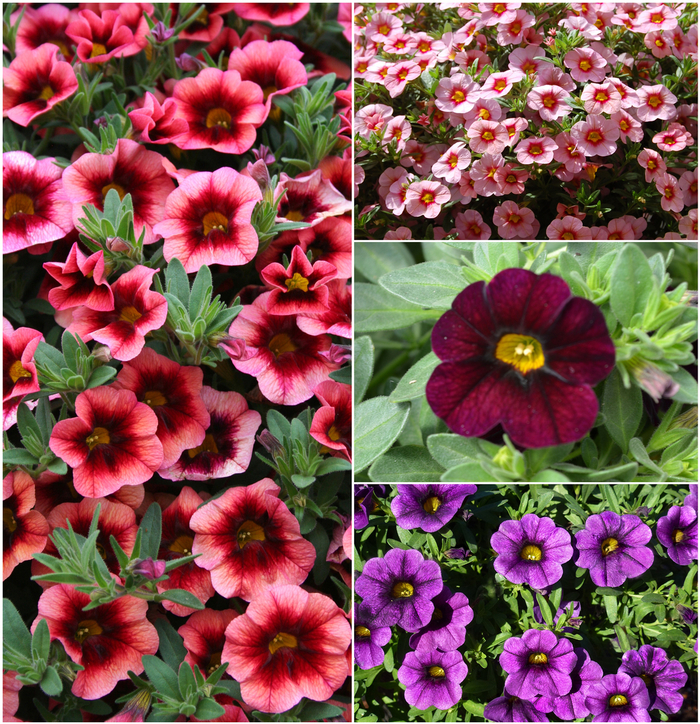 'Multiple Varieties' Assorted, Million Bells - Calibrachoa from 93 Nursery