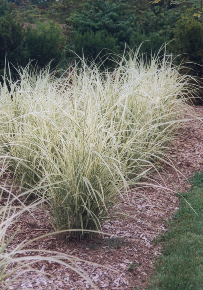 'Variegatus' Maiden Grass - Miscanthus sinensis from 93 Nursery