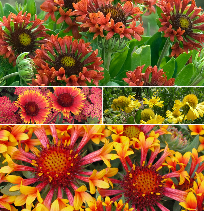 'Multiple Varieties' Assorted, Blanket Flower - Gaillardia from 93 Nursery