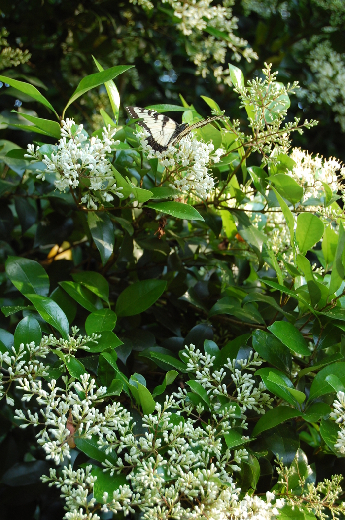 Wax Ligustrum - Ligustrum japonicum from 93 Nursery