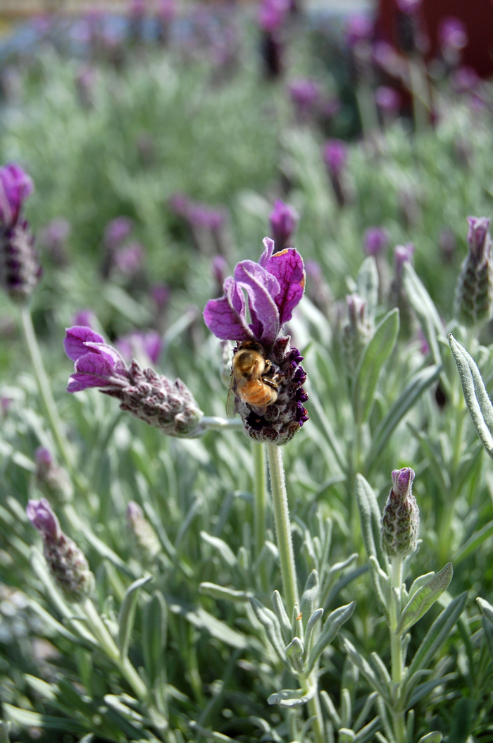 Spanish Lavender - Lavandula stoechas from 93 Nursery