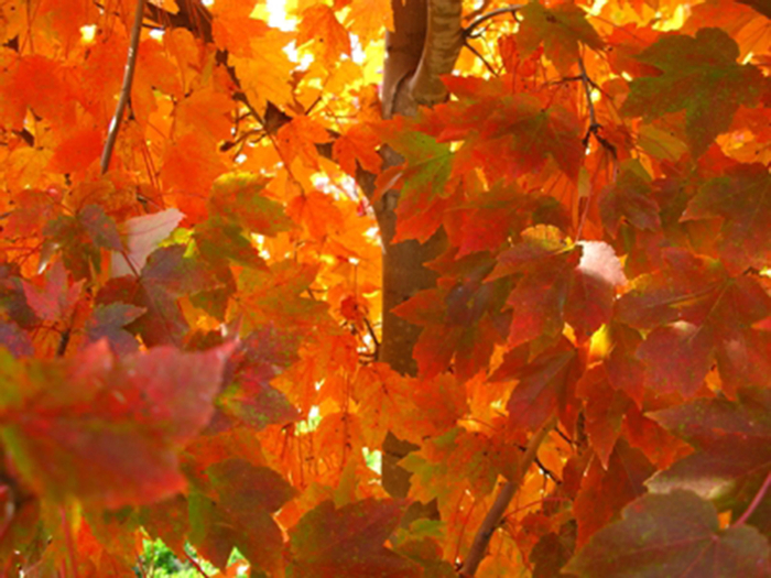 'October Glory' Red Maple - Acer rubrum from 93 Nursery